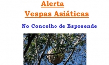 Vespas Asiáticas já chegaram ao Concelho de Esposende