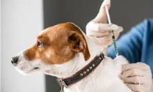 CAMPANHA DE VACINAÇÃO ANTIRRÁBICA E IDENTIFICAÇÃO ELETRÓNICA 2022 - CANÍDEOS –  A V I S O  …“A campanha de vacin